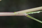 Fall panicgrass